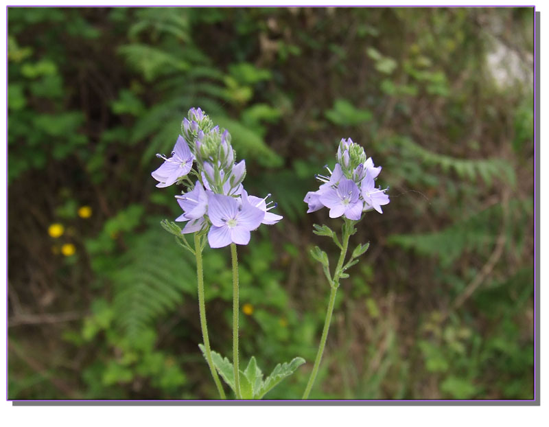 Veronica orsiniana / Veronica di Orsini